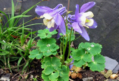 aquilegia planting and care in the open field from seeds