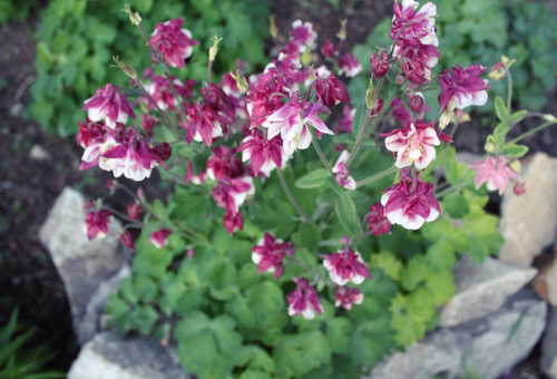 aquilegia planting and care in the open field from seeds