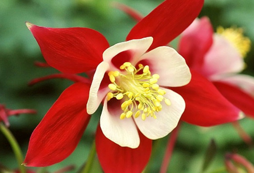 aquilegia planting and care in the open field from seeds