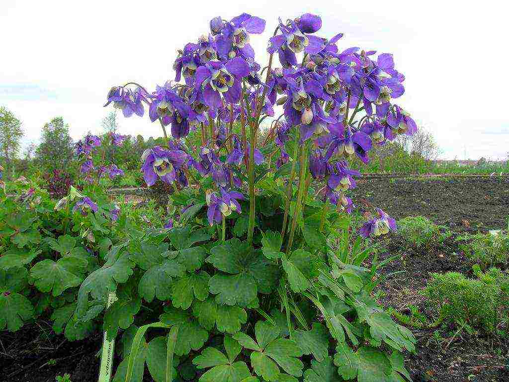 aquilegia planting and care in the open field from seeds