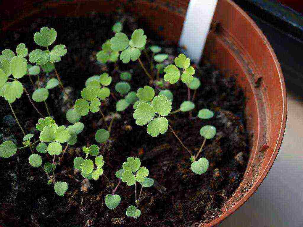 aquilegia planting and care in the open field from seeds