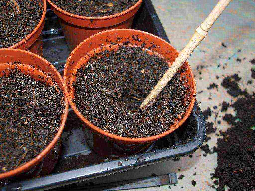 aquilegia planting and care in the open field from seeds