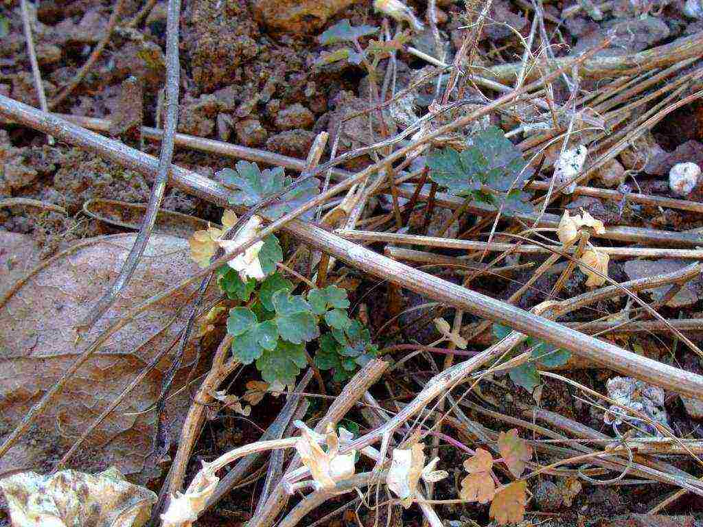 aquilegia planting and care in the open field from seeds