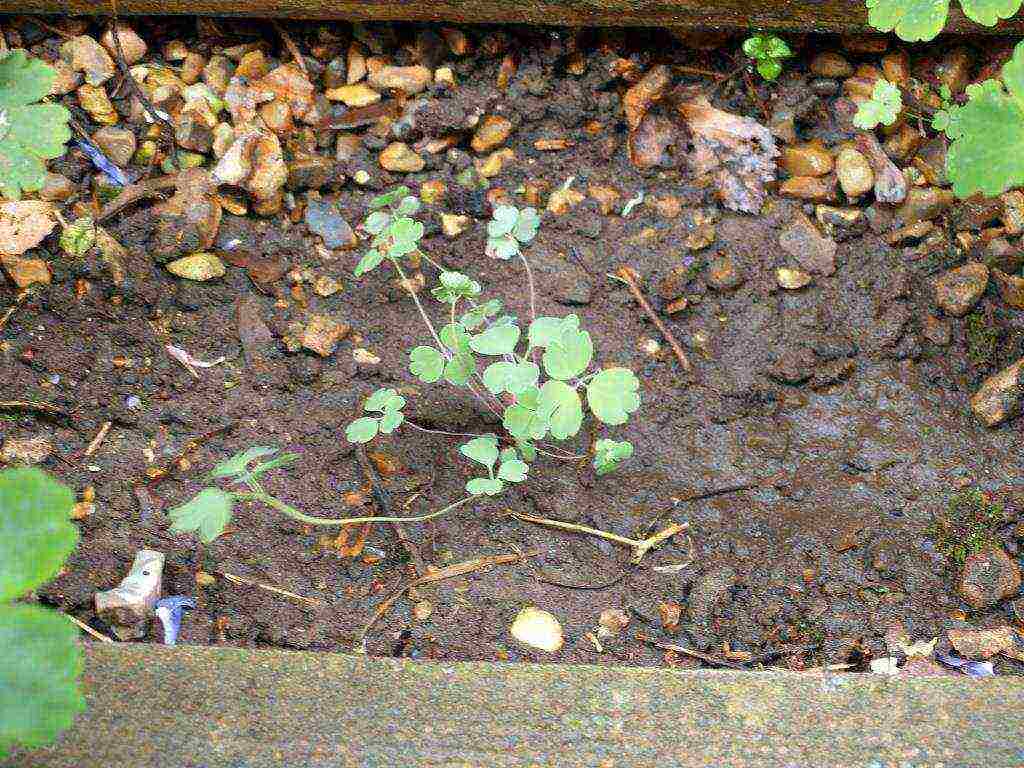 aquilegia planting and care in the open field from seeds