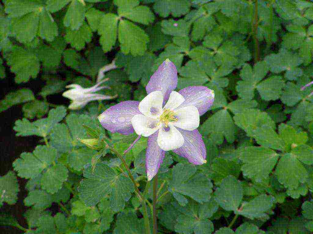 aquilegia planting and care in the open field from seeds