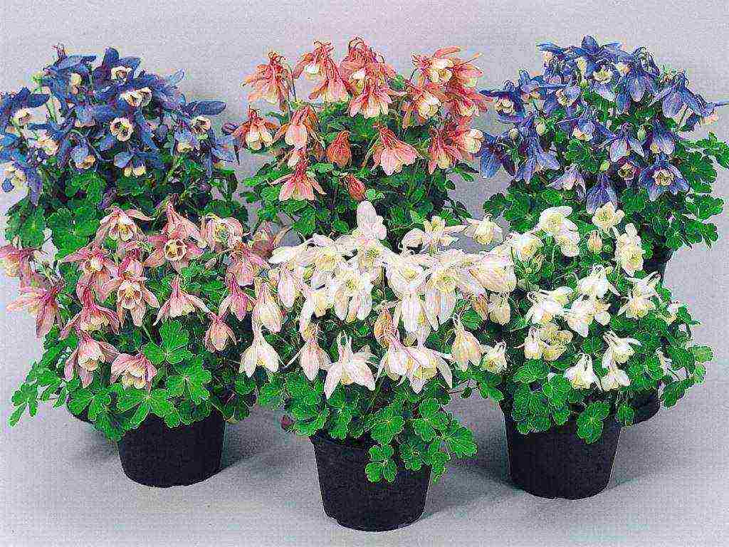 aquilegia ปลูกและดูแลในทุ่งโล่งจากเมล็ด