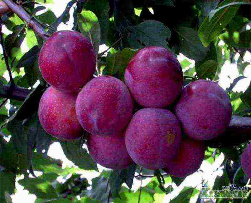 cherry plum the best varieties for Ukraine