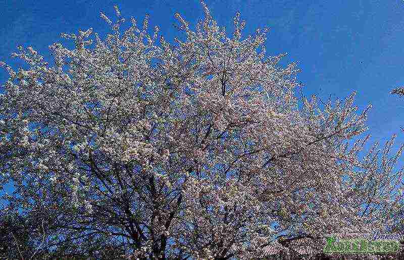 cherry plum the best varieties for Ukraine