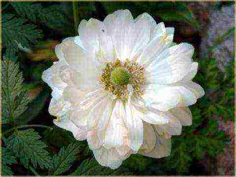 anemones bridgette planting and care in the open field in the fall