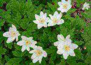 anemones bridgette planting and care in the open field in the fall