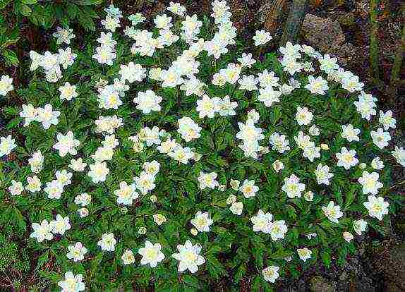 anemones bridgette planting and care in the open field in the fall