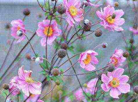 anemones bridgette planting and care in the open field in the fall