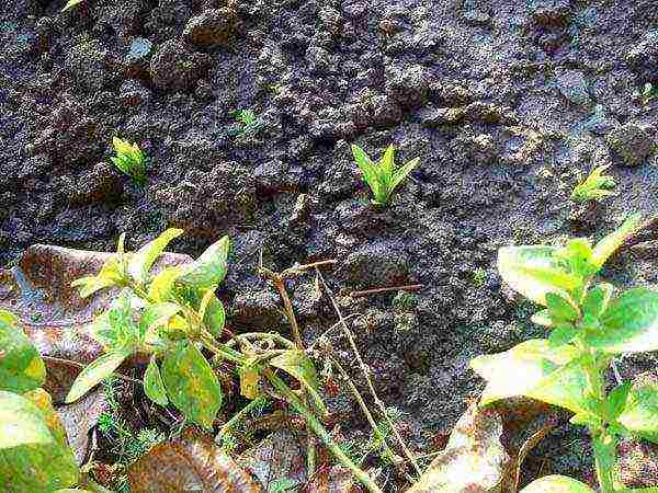 anemones bridgette planting and care in the open field in the fall