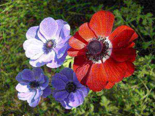 anemones planting in the fall and care in the open field in the Urals