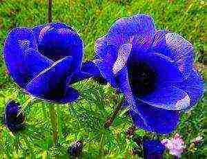 anemones planting in the fall and care in the open field in the Urals