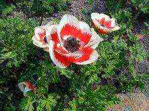 anemones planting in the fall and care in the open field in the Urals