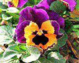 pansies เป็นพันธุ์ที่ดีที่สุด