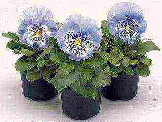 pansies are the best varieties