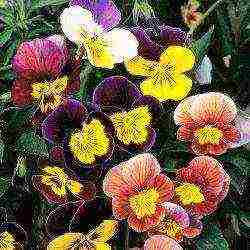 pansies เป็นพันธุ์ที่ดีที่สุด