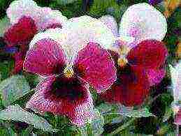 pansies เป็นพันธุ์ที่ดีที่สุด