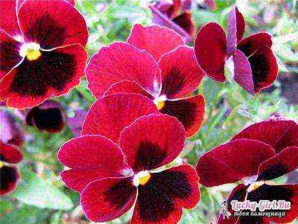 pansies เป็นพันธุ์ที่ดีที่สุด