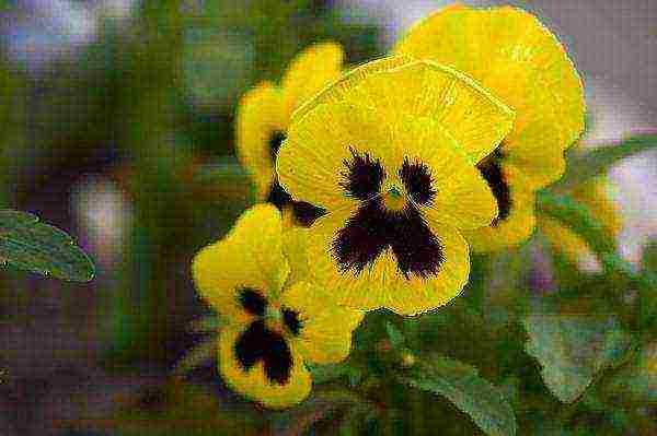 pansies เป็นพันธุ์ที่ดีที่สุด