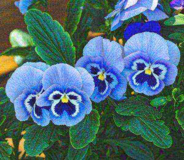 pansies เป็นพันธุ์ที่ดีที่สุด