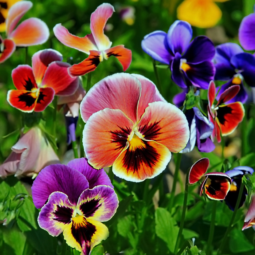 pansies เป็นพันธุ์ที่ดีที่สุด