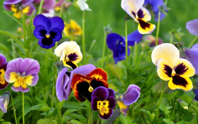 pansies เป็นพันธุ์ที่ดีที่สุด