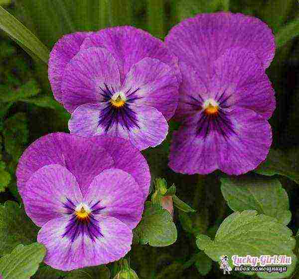 pansies เป็นพันธุ์ที่ดีที่สุด