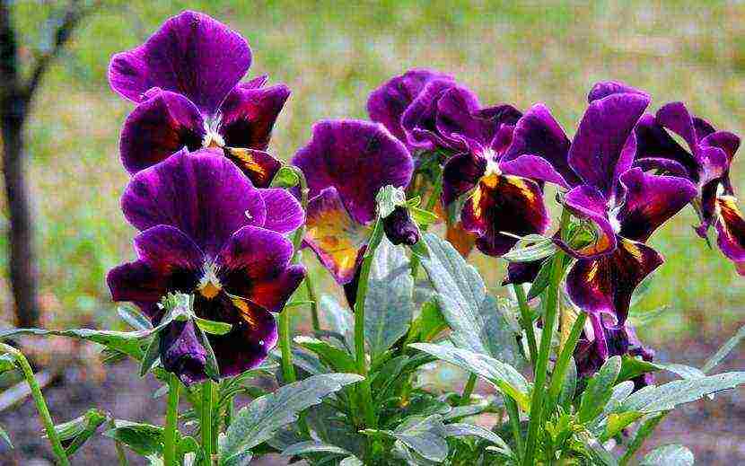 pansies เป็นพันธุ์ที่ดีที่สุด