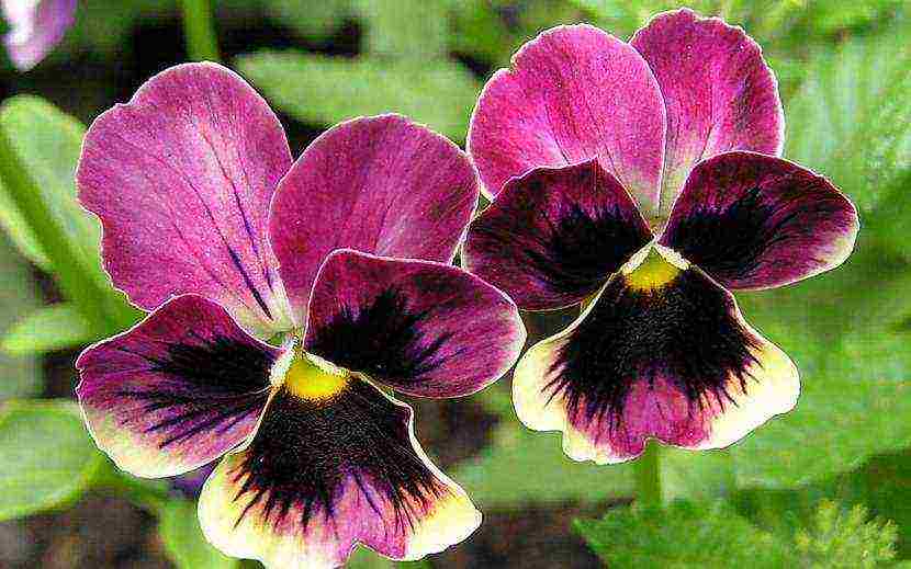 pansies เป็นพันธุ์ที่ดีที่สุด