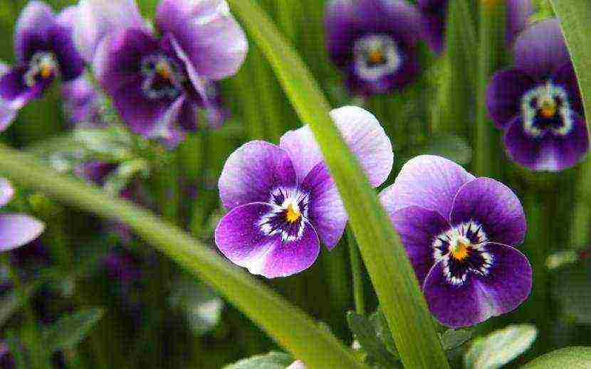 pansies เป็นพันธุ์ที่ดีที่สุด