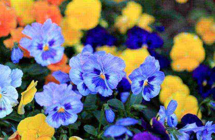 pansies เป็นพันธุ์ที่ดีที่สุด