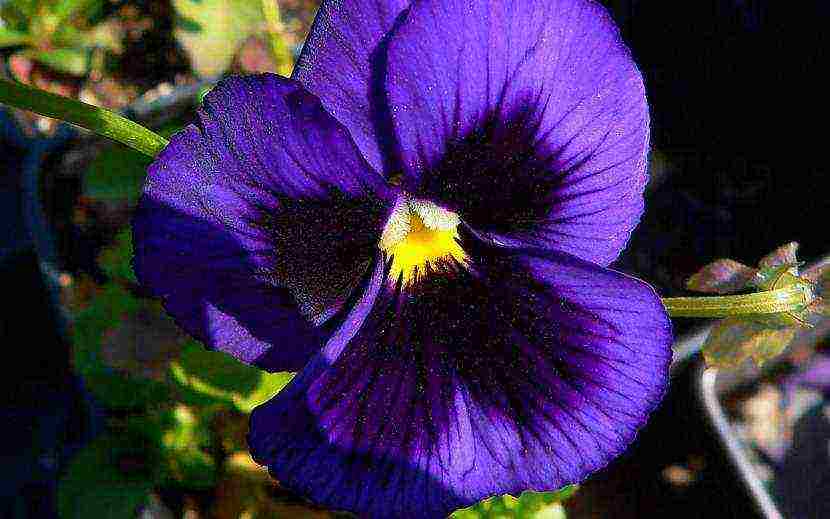 pansies are the best varieties