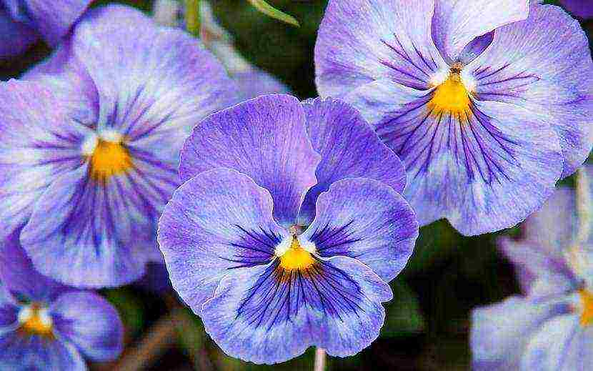 pansies เป็นพันธุ์ที่ดีที่สุด