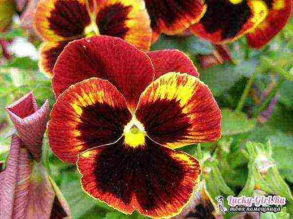 pansies เป็นพันธุ์ที่ดีที่สุด