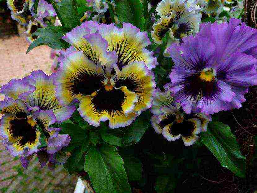 pansies เป็นพันธุ์ที่ดีที่สุด