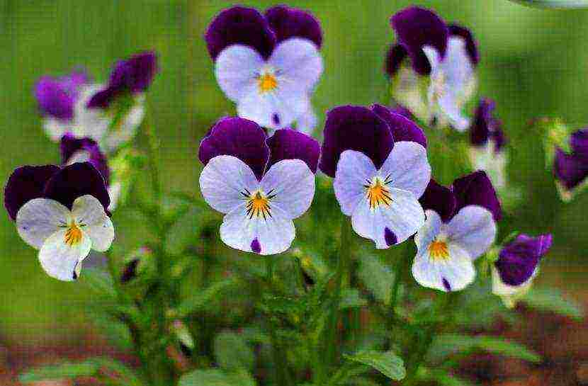 pansies เป็นพันธุ์ที่ดีที่สุด