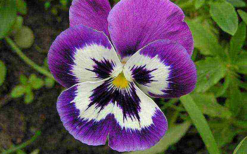 pansies เป็นพันธุ์ที่ดีที่สุด