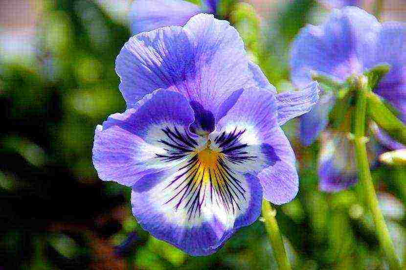 pansies are the best varieties