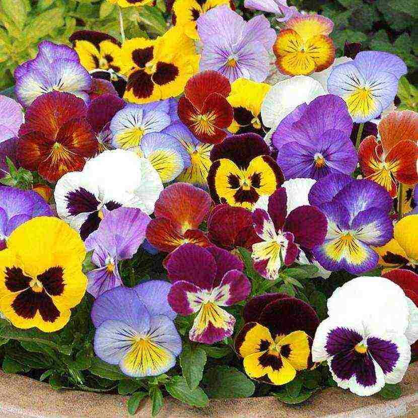 pansies เป็นพันธุ์ที่ดีที่สุด