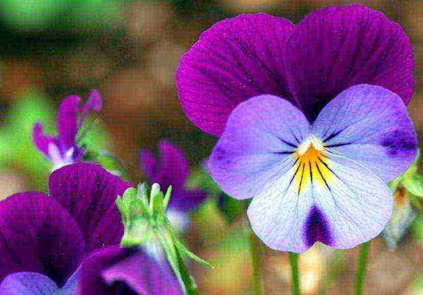 pansies เป็นพันธุ์ที่ดีที่สุด