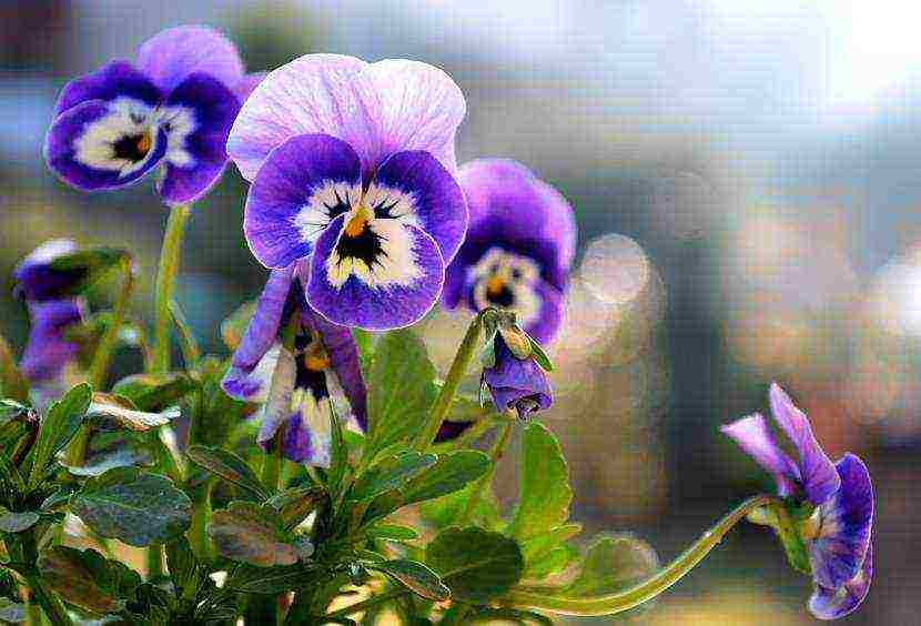 pansies เป็นพันธุ์ที่ดีที่สุด