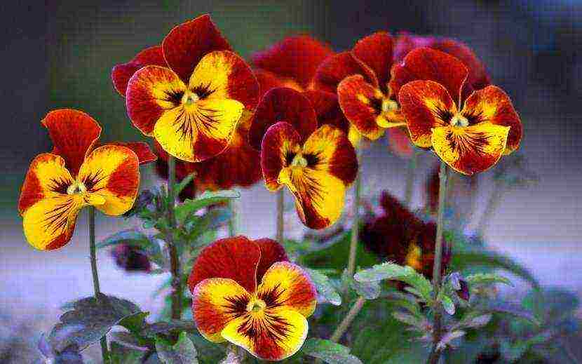 pansies เป็นพันธุ์ที่ดีที่สุด