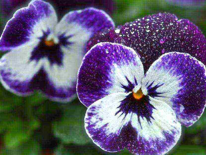 pansies เป็นพันธุ์ที่ดีที่สุด