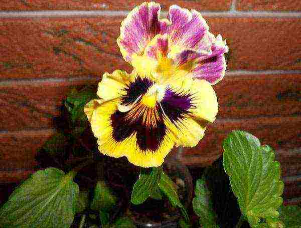 pansies perennial planting and care in the open field