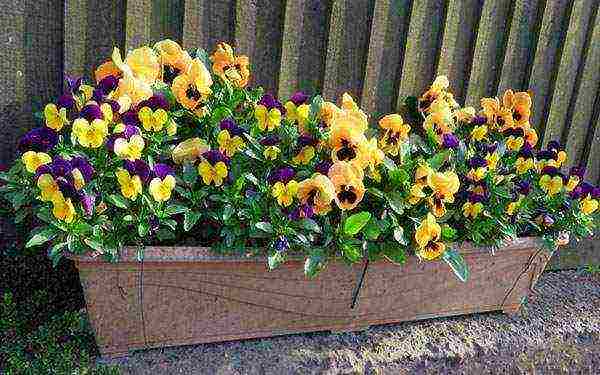 pansies perennial planting and care in the open field