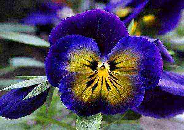 pansies perennial planting and care in the open field