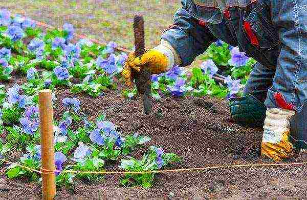 pansies perennial planting and care in the open field